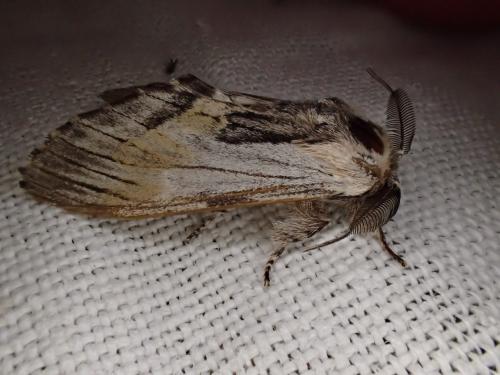 Réf. 208 996 : Harpyia milhauseri